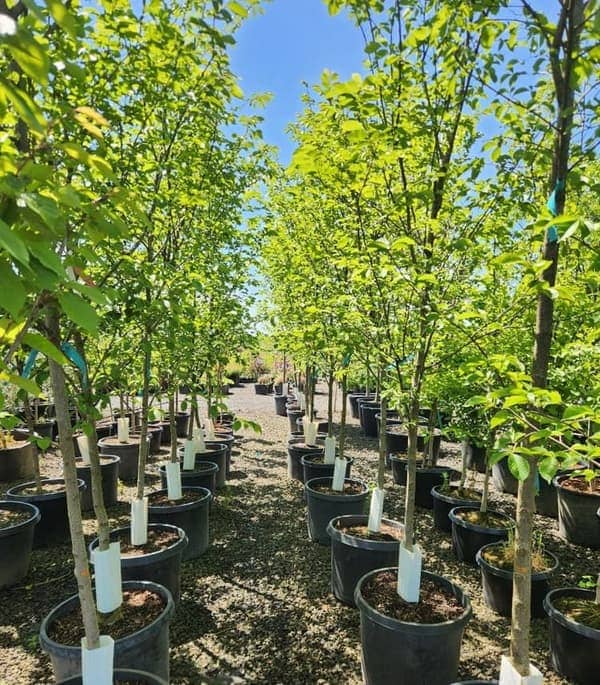 Accolade Elm Trees