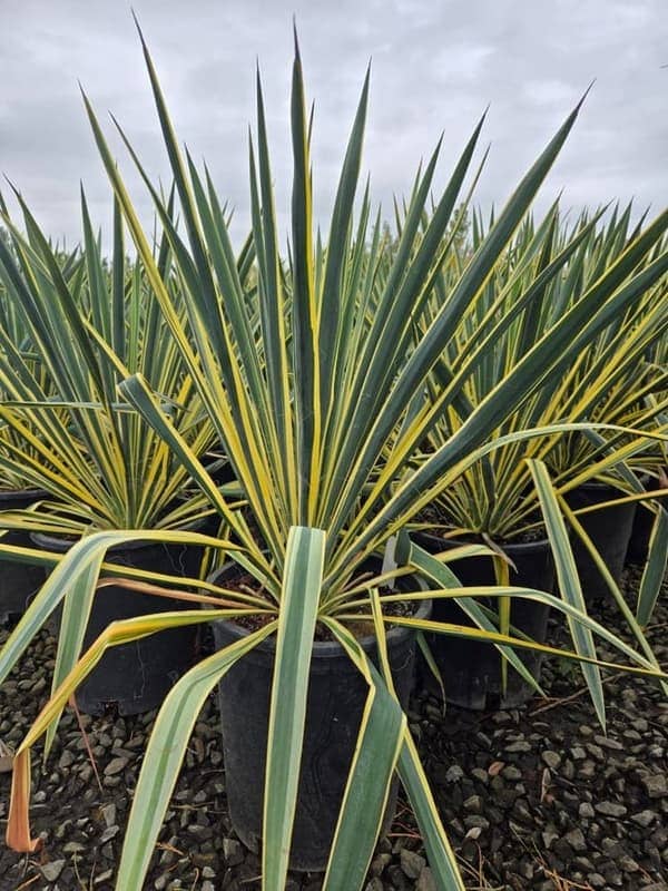 Bright edge yucca