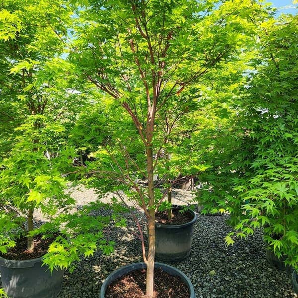 Coral Bark Maple and Yoshino Cedar