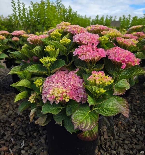 Magical revolution hydrangea
