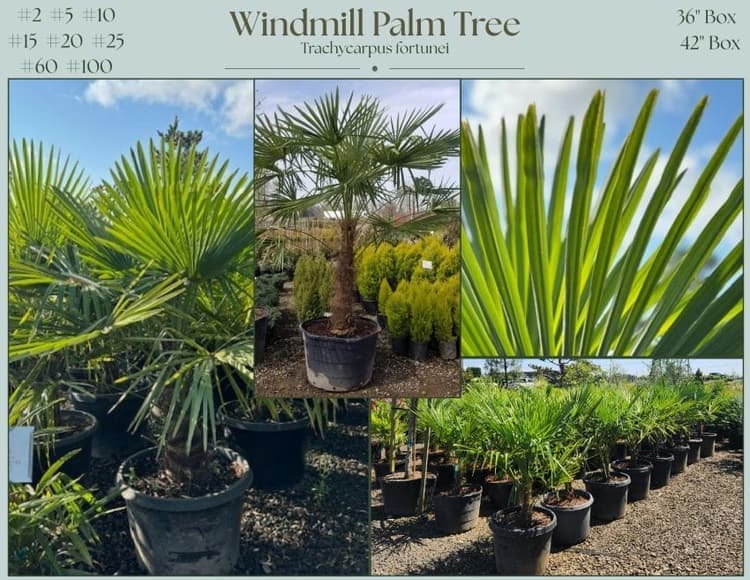 Windmill Palm Tree