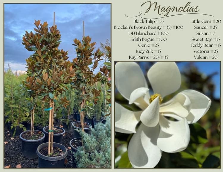 Magnolia