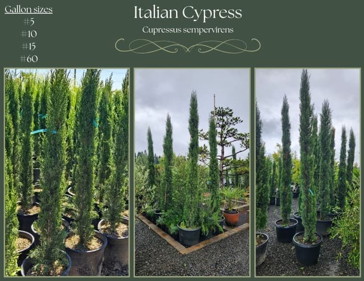 Italian Cypress